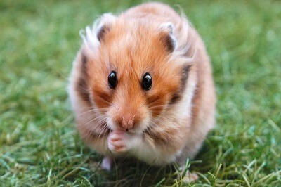 Hamster